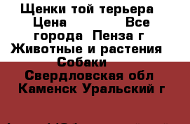 Щенки той терьера › Цена ­ 10 000 - Все города, Пенза г. Животные и растения » Собаки   . Свердловская обл.,Каменск-Уральский г.